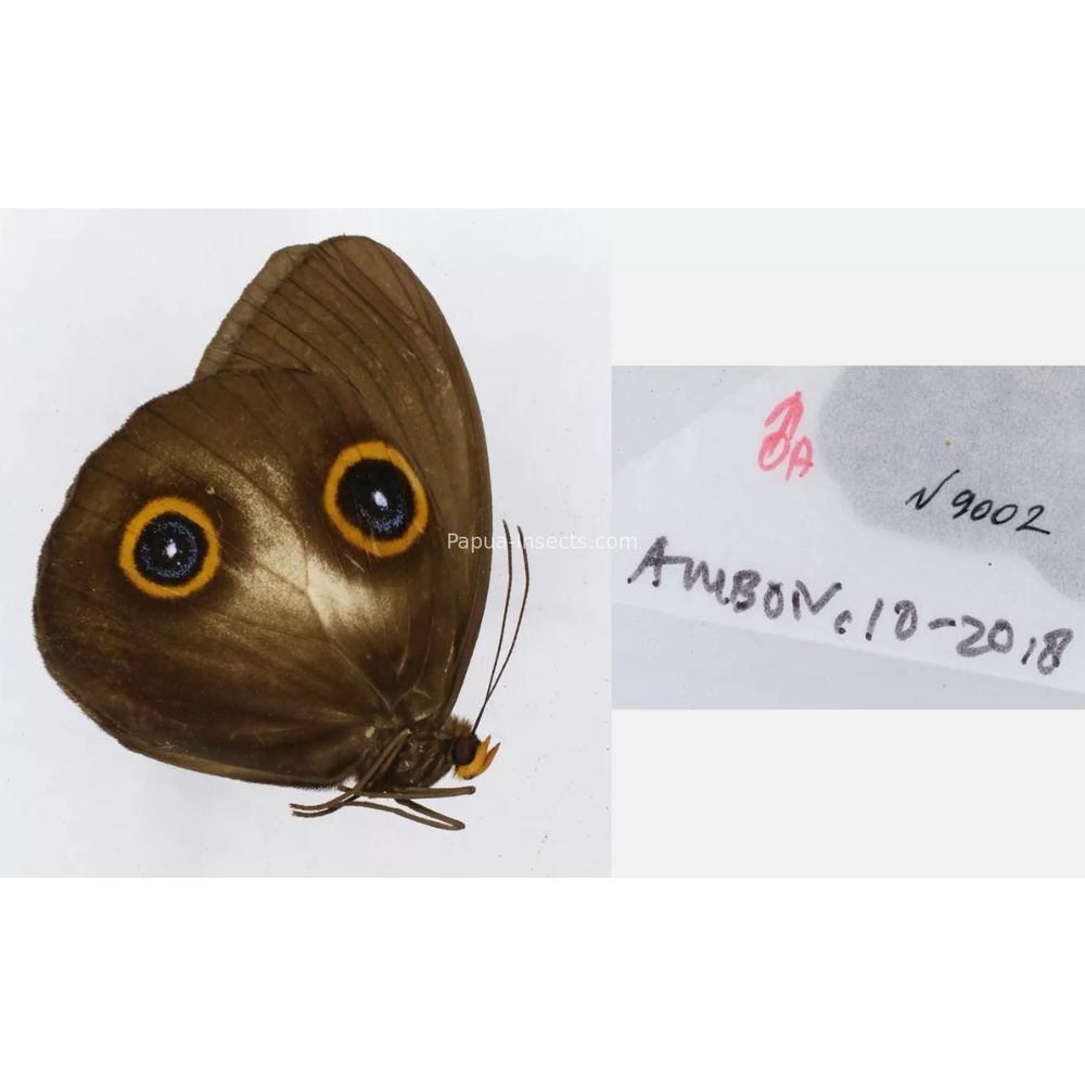 Different sp. of Taenaris - Nymphalidae from different islads of Indonesia