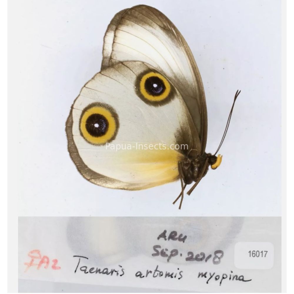 Different sp. of Taenaris - Nymphalidae from different islads of Indonesia