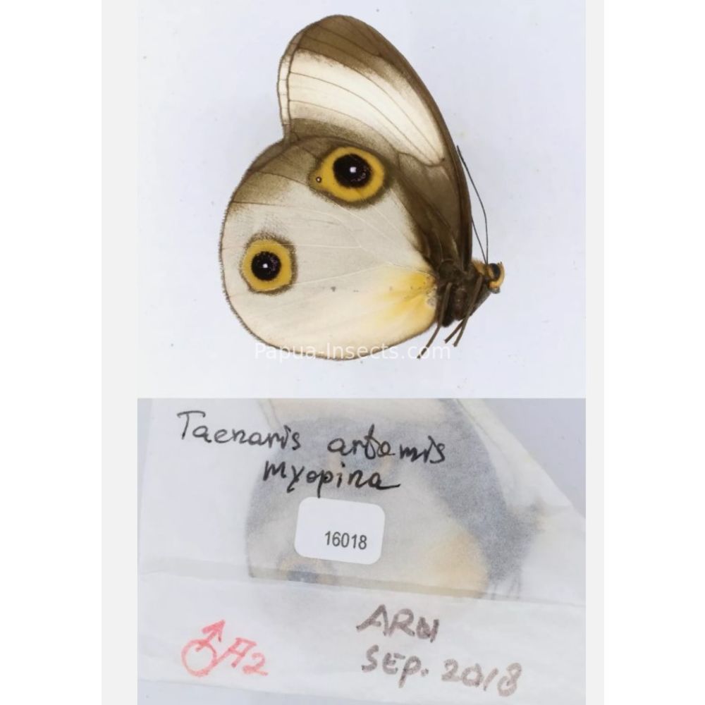 Different sp. of Taenaris - Nymphalidae from different islads of Indonesia