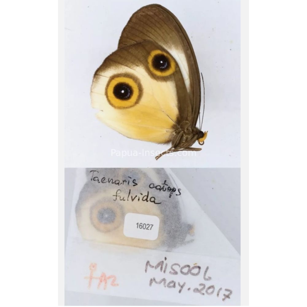 Different sp. of Taenaris - Nymphalidae from different islads of Indonesia