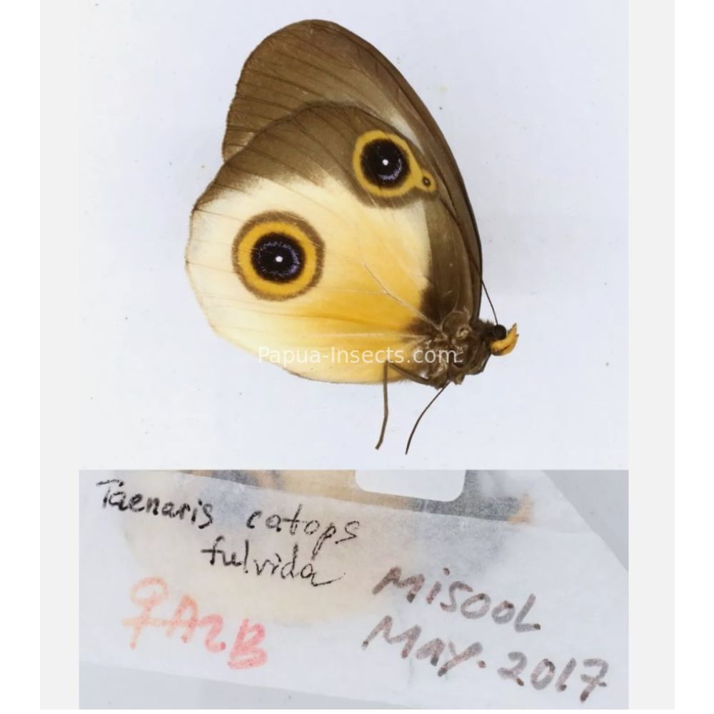 Different sp. of Taenaris - Nymphalidae from different islads of Indonesia