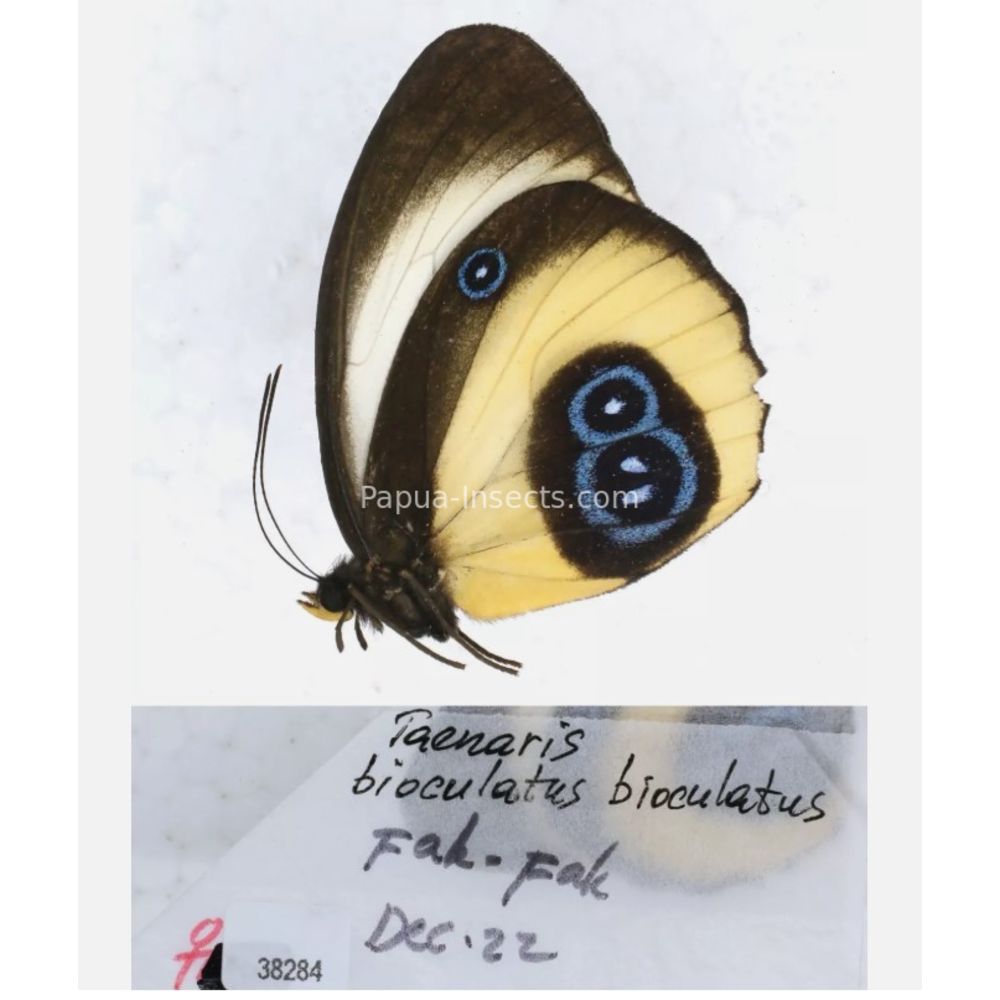 Different sp. of Taenaris - Nymphalidae from different islads of Indonesia