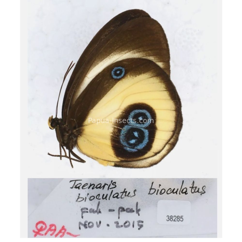 Different sp. of Taenaris - Nymphalidae from different islads of Indonesia