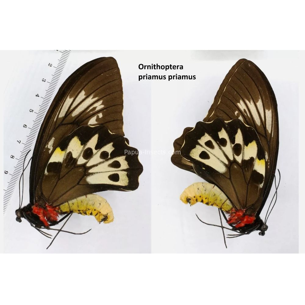 Ornithoptera priamus priamus from Indonesia Indonesia