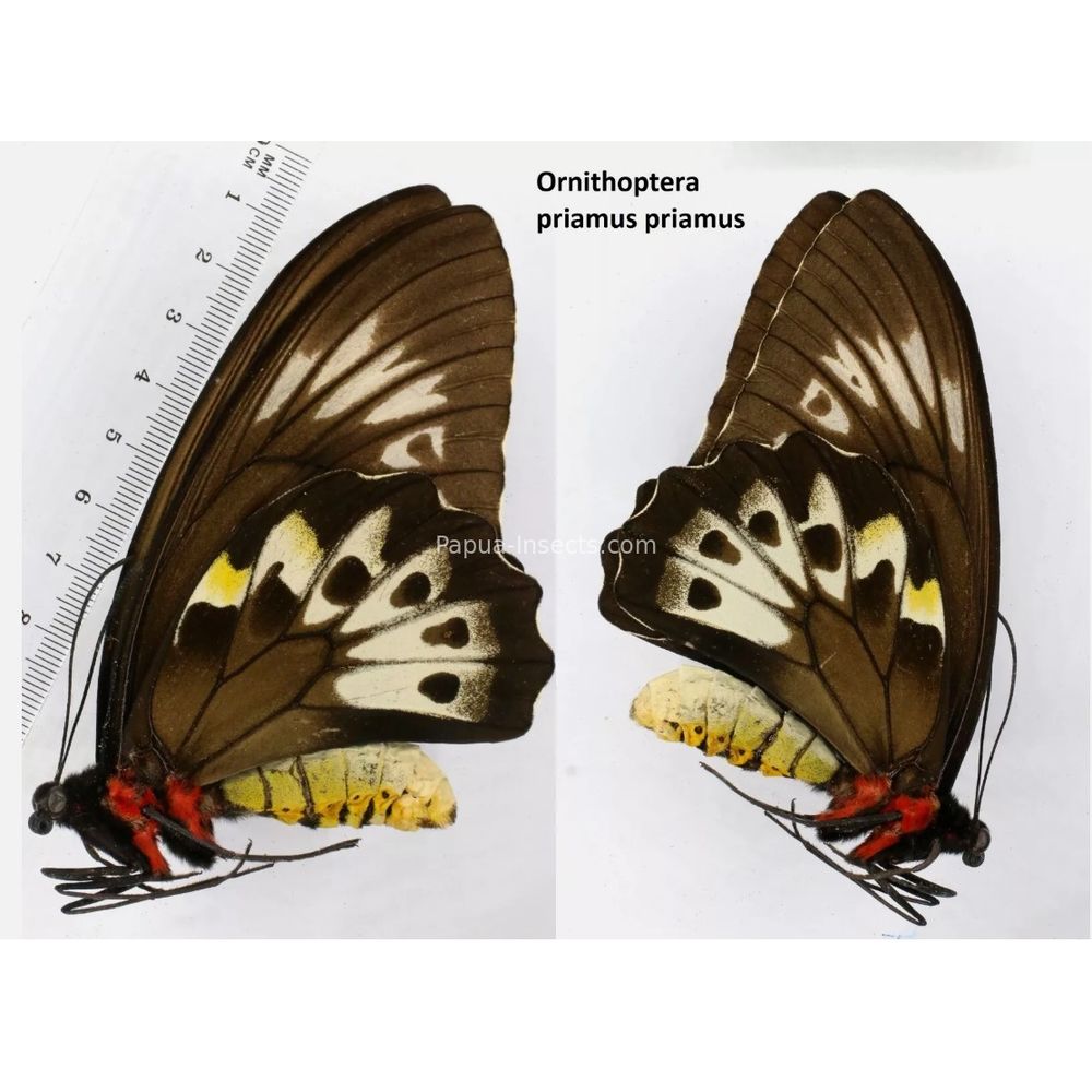 Ornithoptera priamus priamus from Indonesia Indonesia