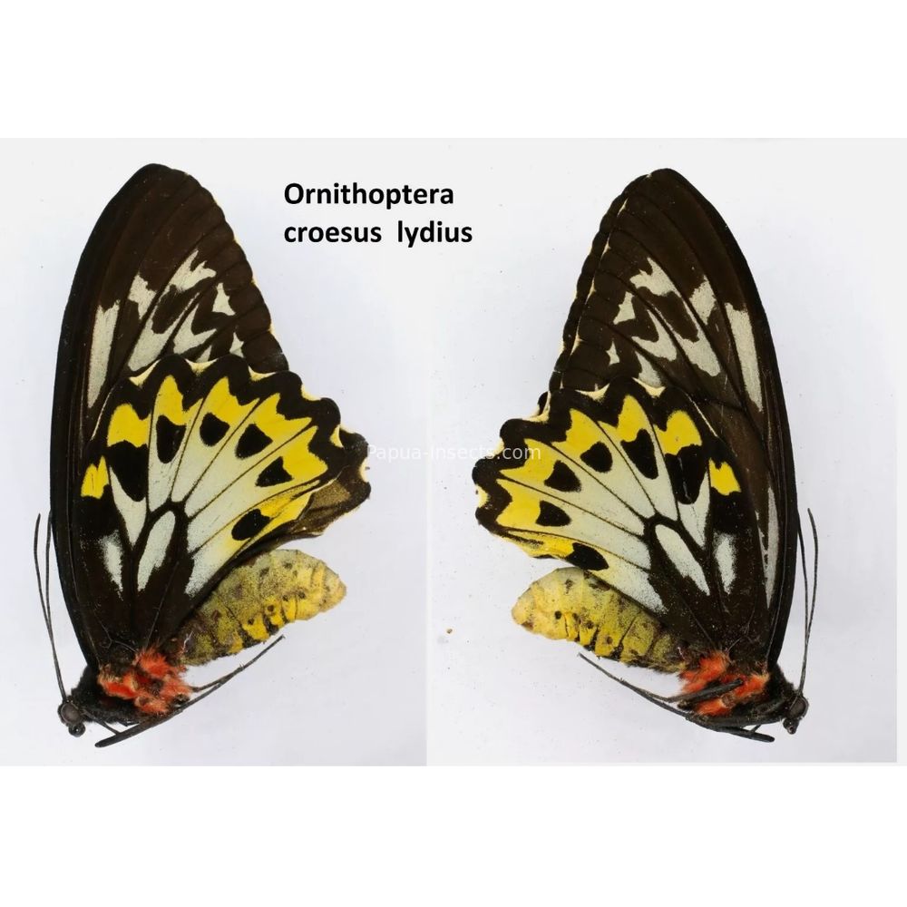 Ornithoptera croesus from Indonesia Indonesia