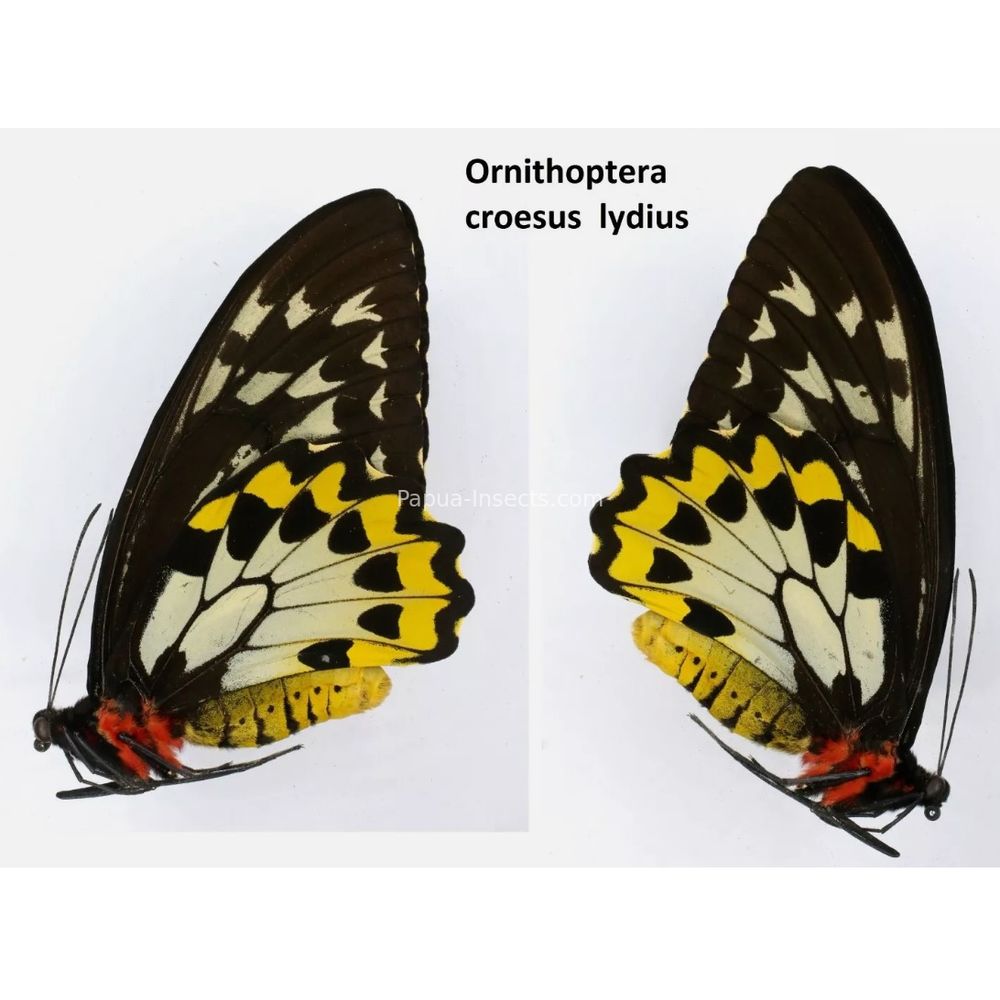 Ornithoptera croesus from Indonesia Indonesia