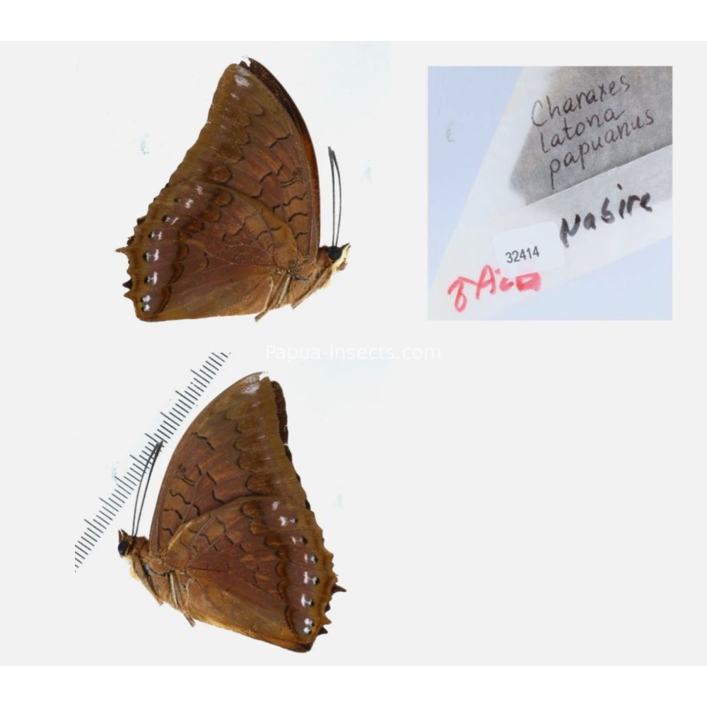 Different sp. of Charaxes Nymphalidae from different islads of Indonesia