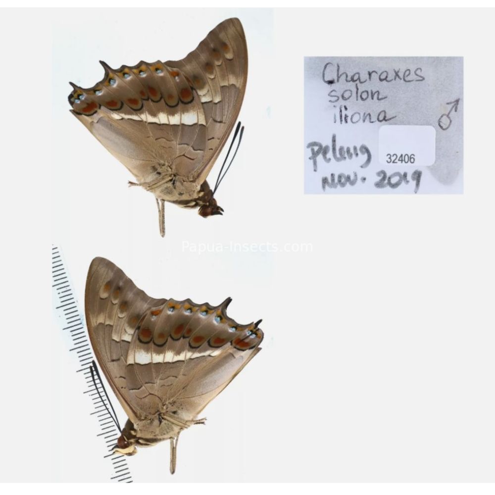 Different sp. of Charaxes Nymphalidae from different islads of Indonesia