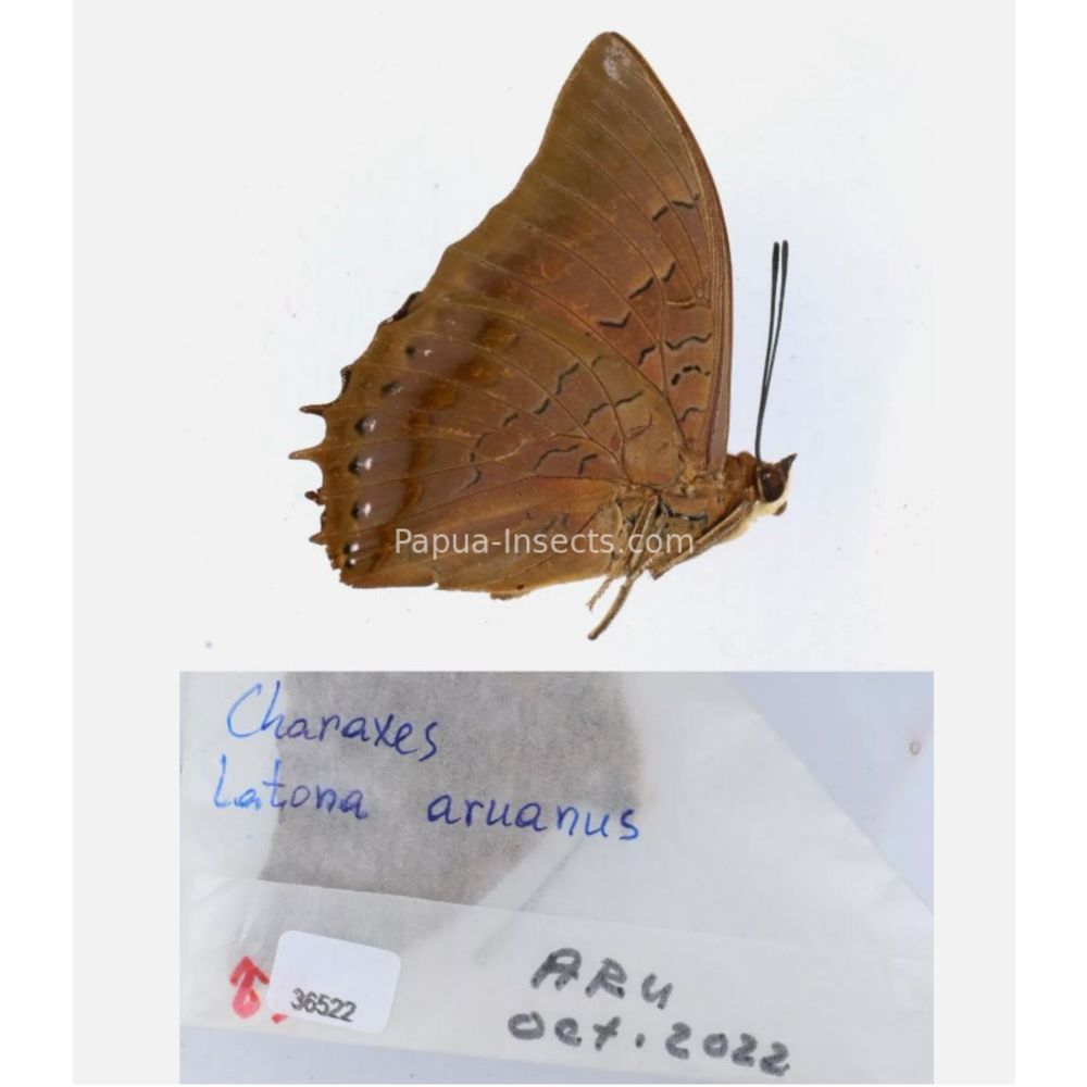 Different sp. of Charaxes Nymphalidae from different islads of Indonesia