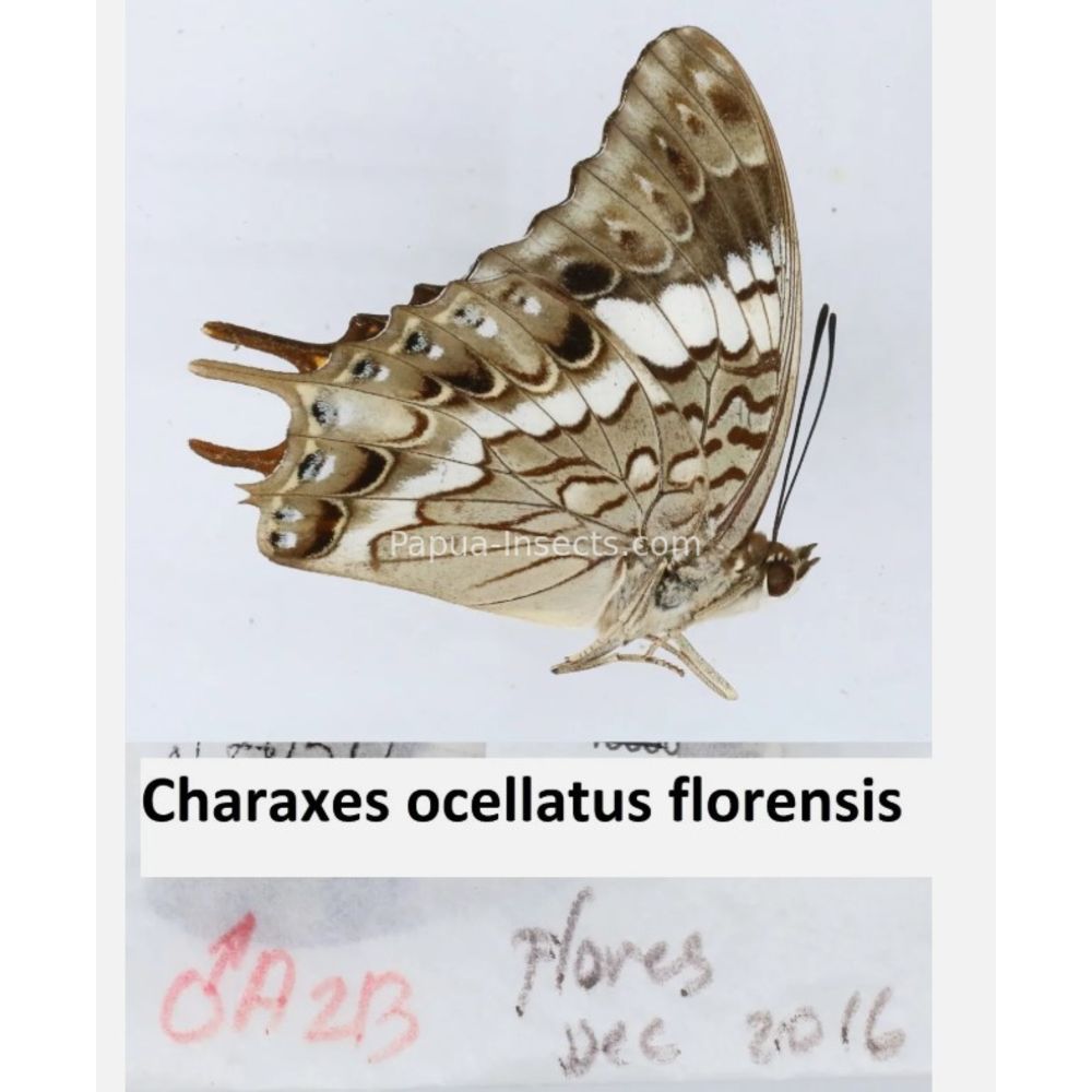 Different sp. of Charaxes Nymphalidae from different islads of Indonesia