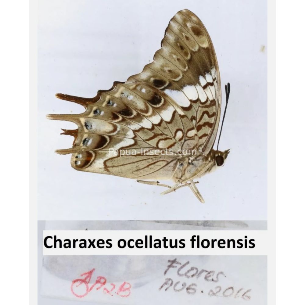 Different sp. of Charaxes Nymphalidae from different islads of Indonesia