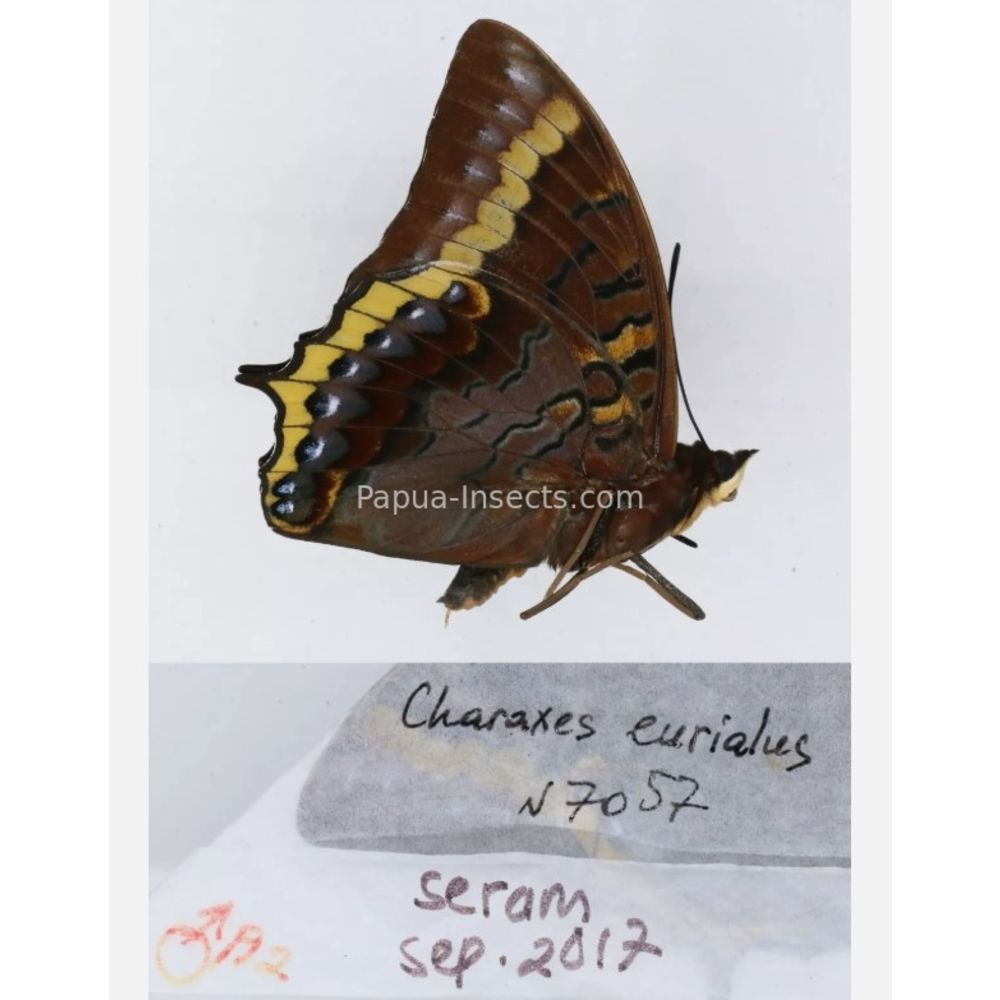 Different sp. of Charaxes Nymphalidae from different islads of Indonesia