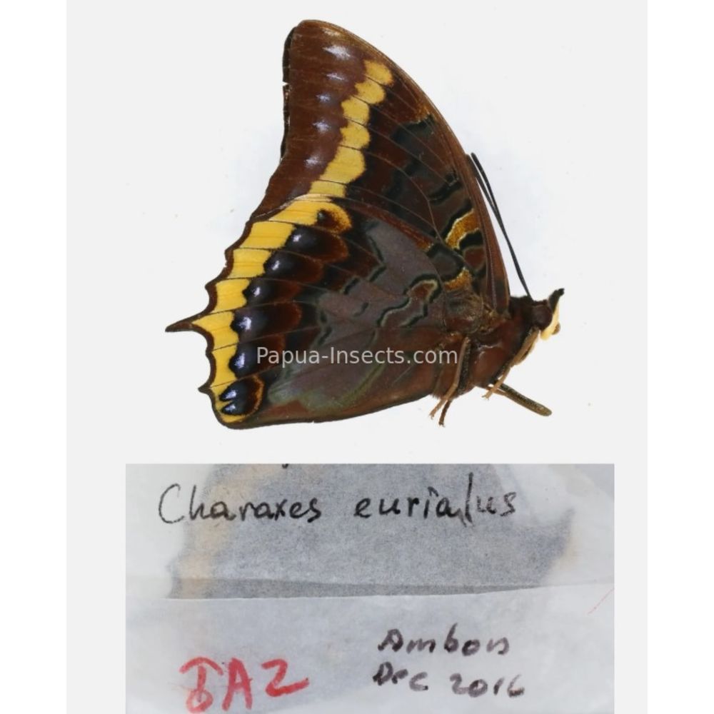 Different sp. of Charaxes Nymphalidae from different islads of Indonesia