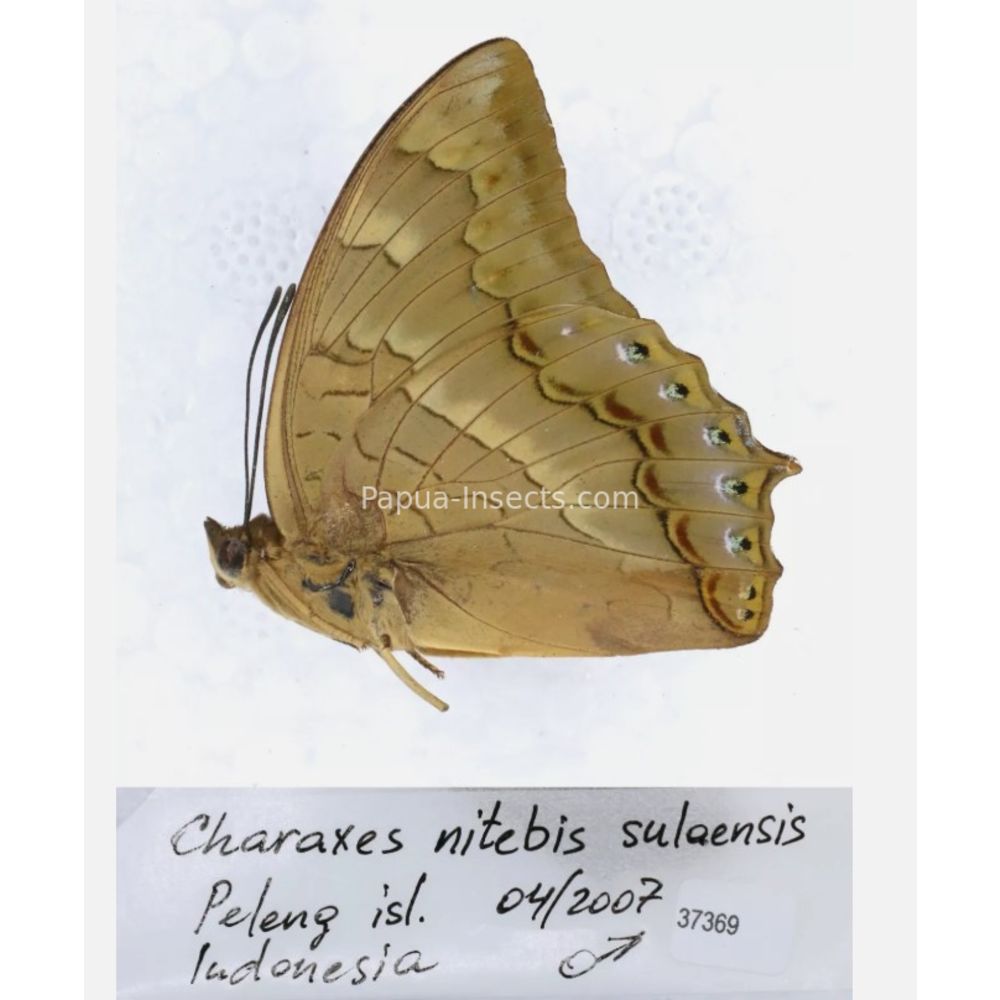 Different sp. of Charaxes Nymphalidae from different islads of Indonesia