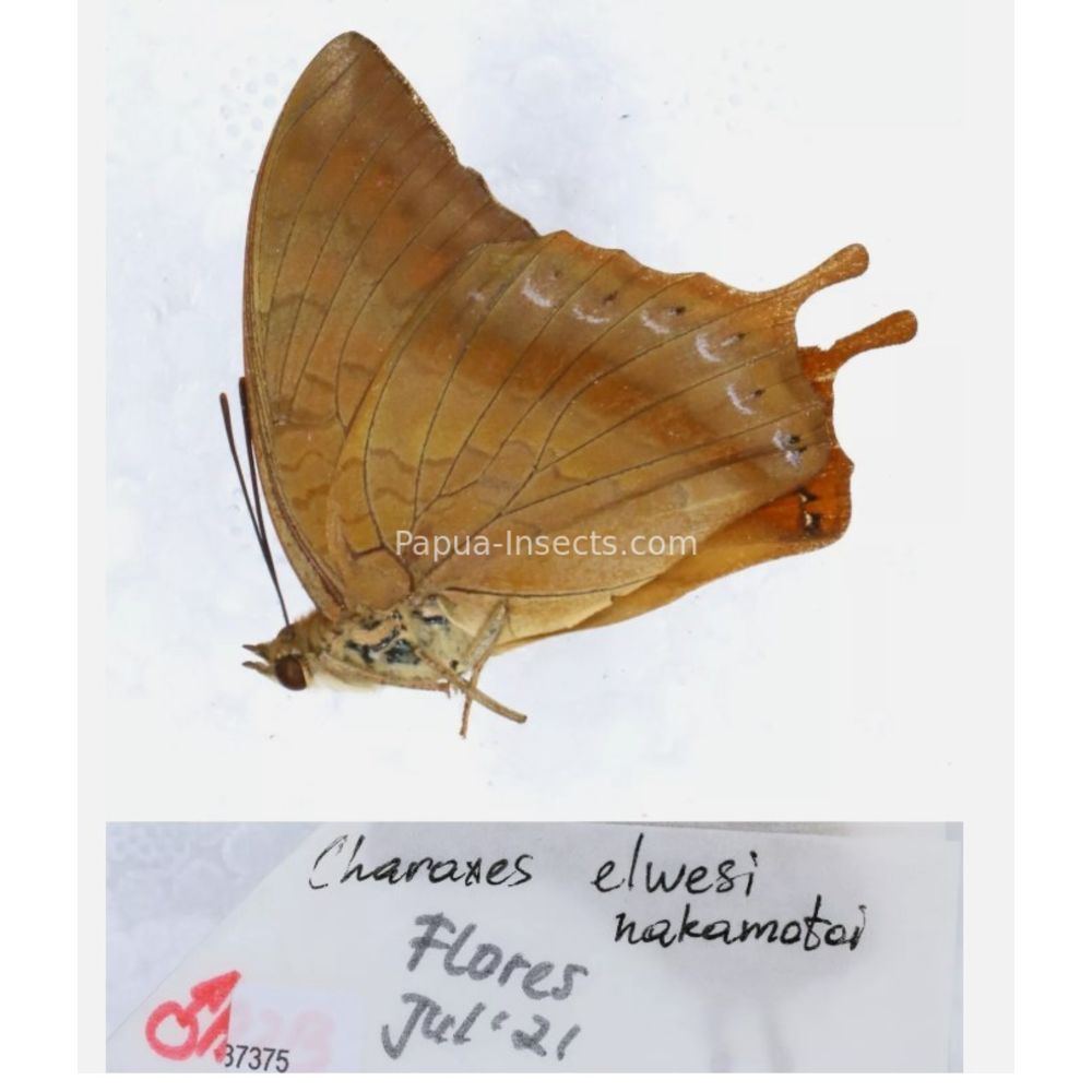 Different sp. of Charaxes Nymphalidae from different islads of Indonesia