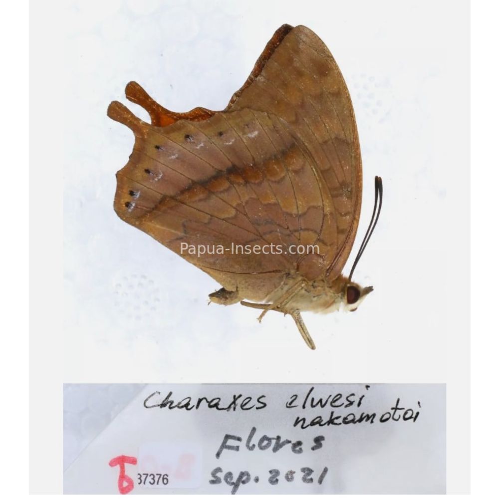 Different sp. of Charaxes Nymphalidae from different islads of Indonesia