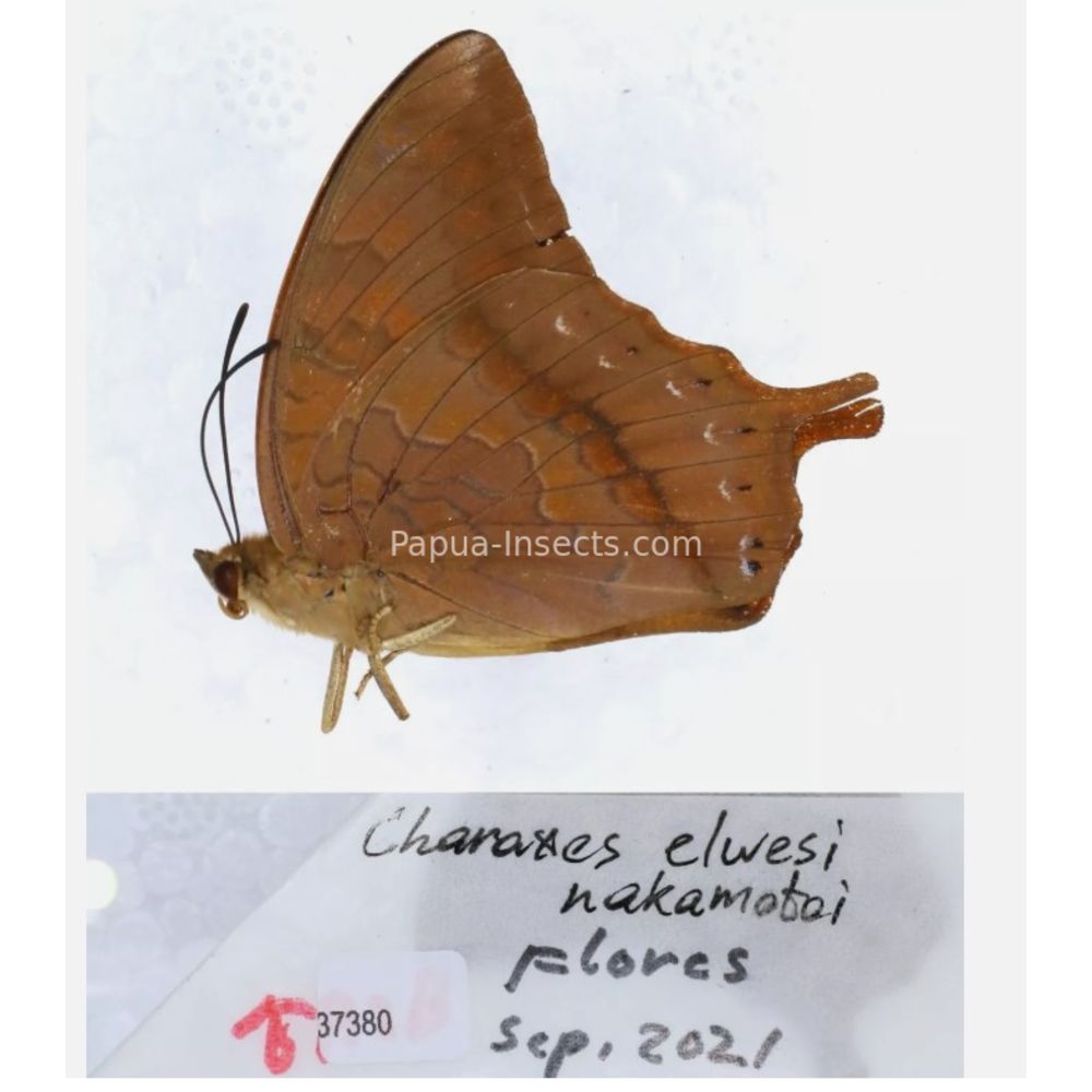 Different sp. of Charaxes Nymphalidae from different islads of Indonesia