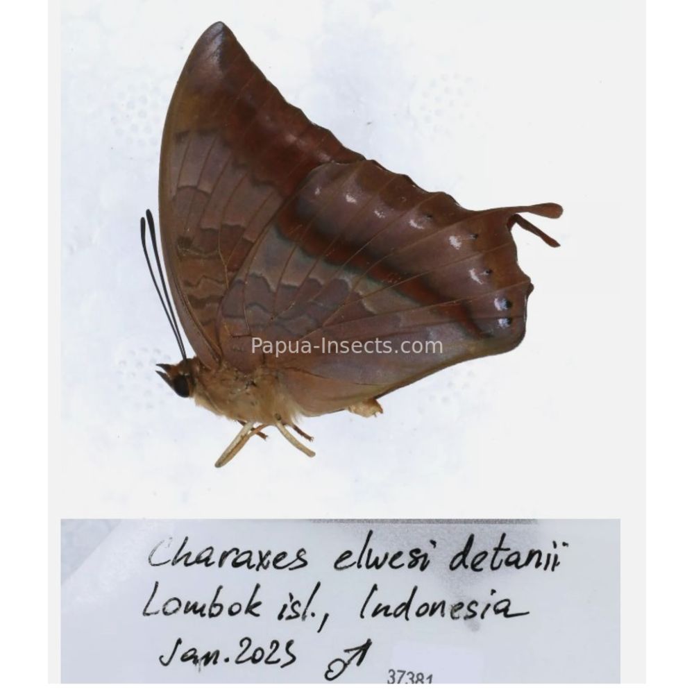 Different sp. of Charaxes Nymphalidae from different islads of Indonesia