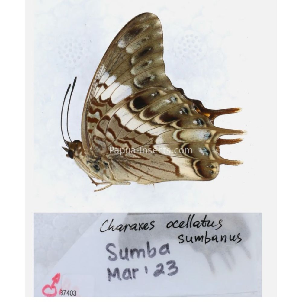 Different sp. of Charaxes Nymphalidae from different islads of Indonesia