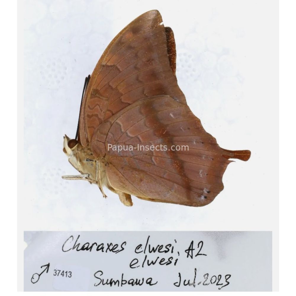 Different sp. of Charaxes Nymphalidae from different islads of Indonesia