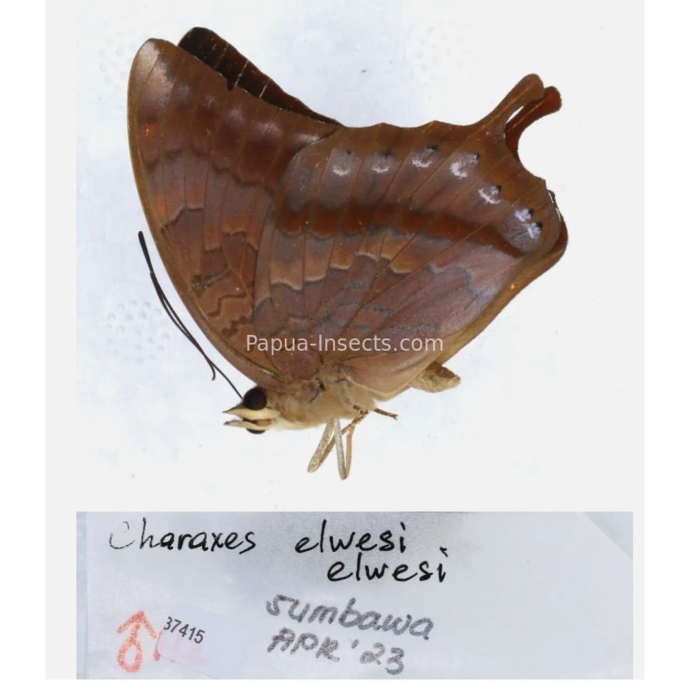 Different sp. of Charaxes Nymphalidae from different islads of Indonesia