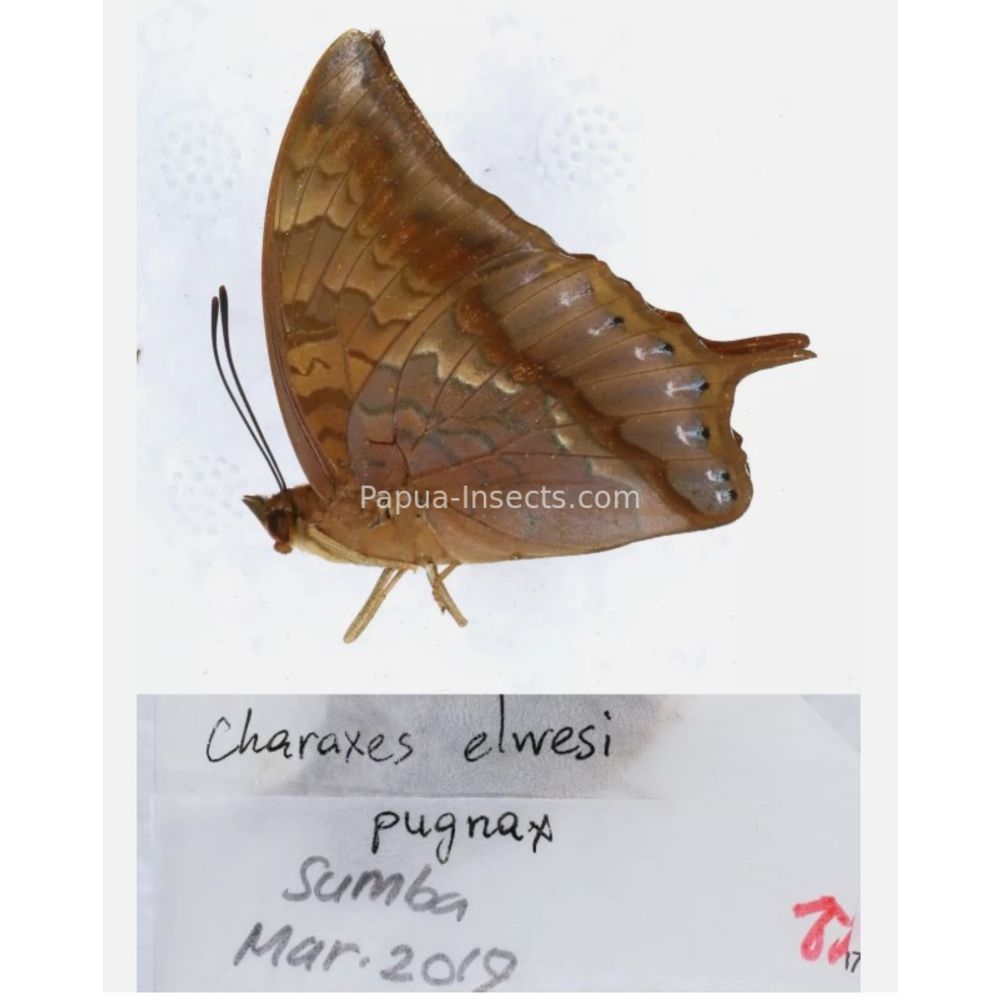 Different sp. of Charaxes Nymphalidae from different islads of Indonesia