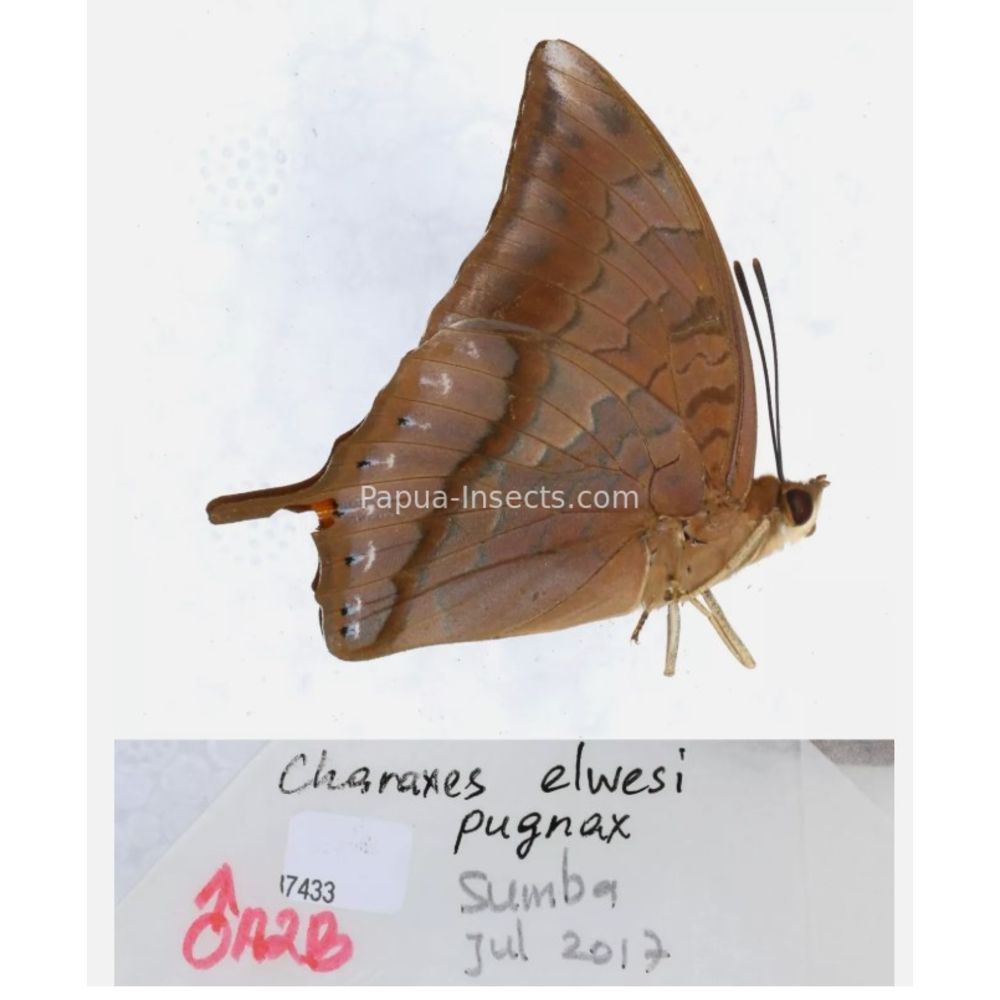 Different sp. of Charaxes Nymphalidae from different islads of Indonesia