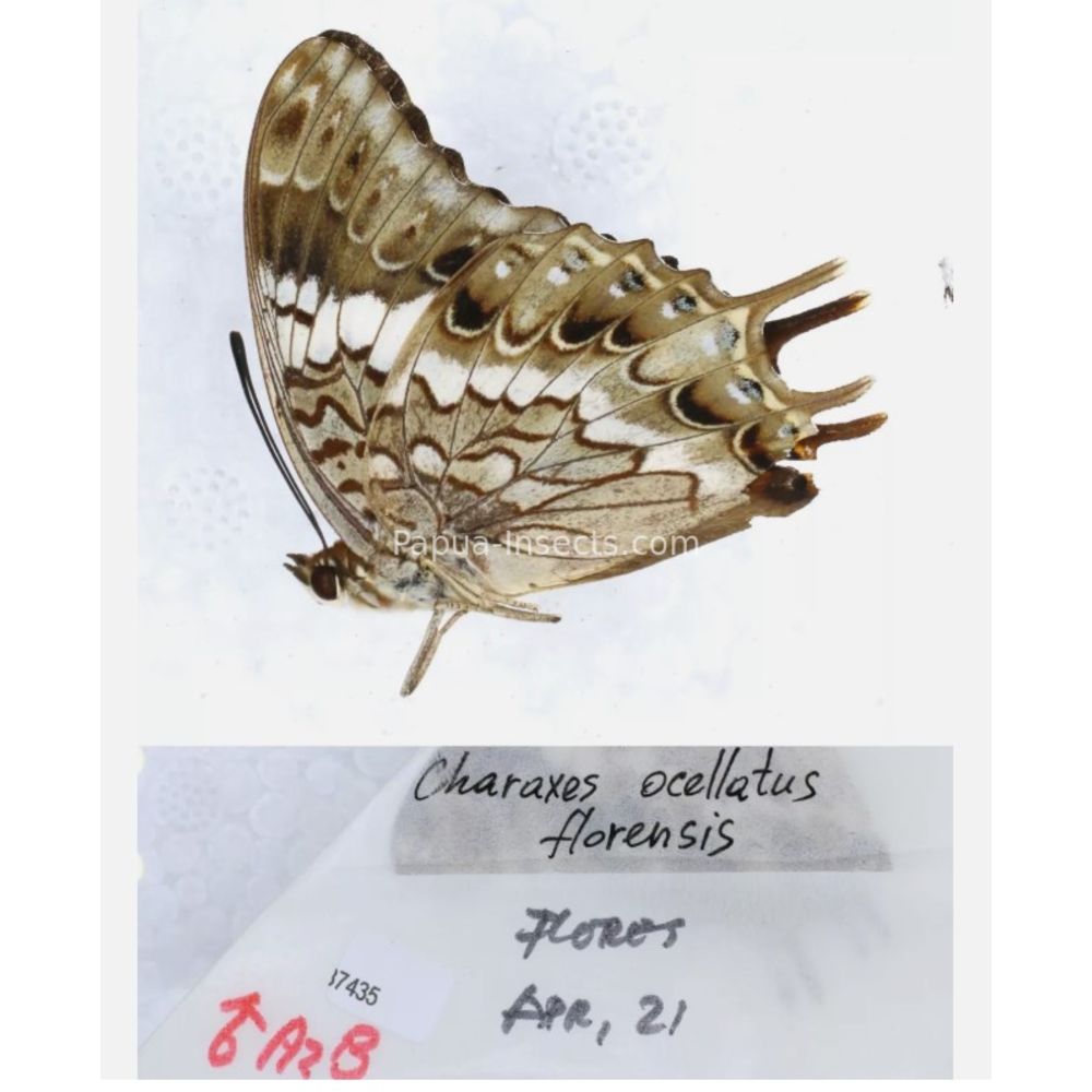 Different sp. of Charaxes Nymphalidae from different islads of Indonesia