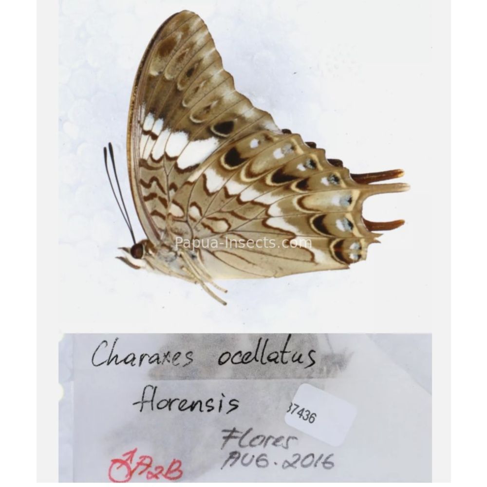 Different sp. of Charaxes Nymphalidae from different islads of Indonesia