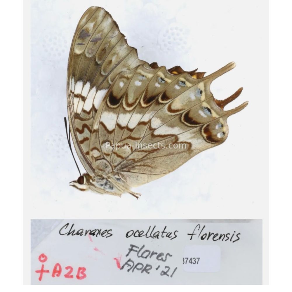 Different sp. of Charaxes Nymphalidae from different islads of Indonesia