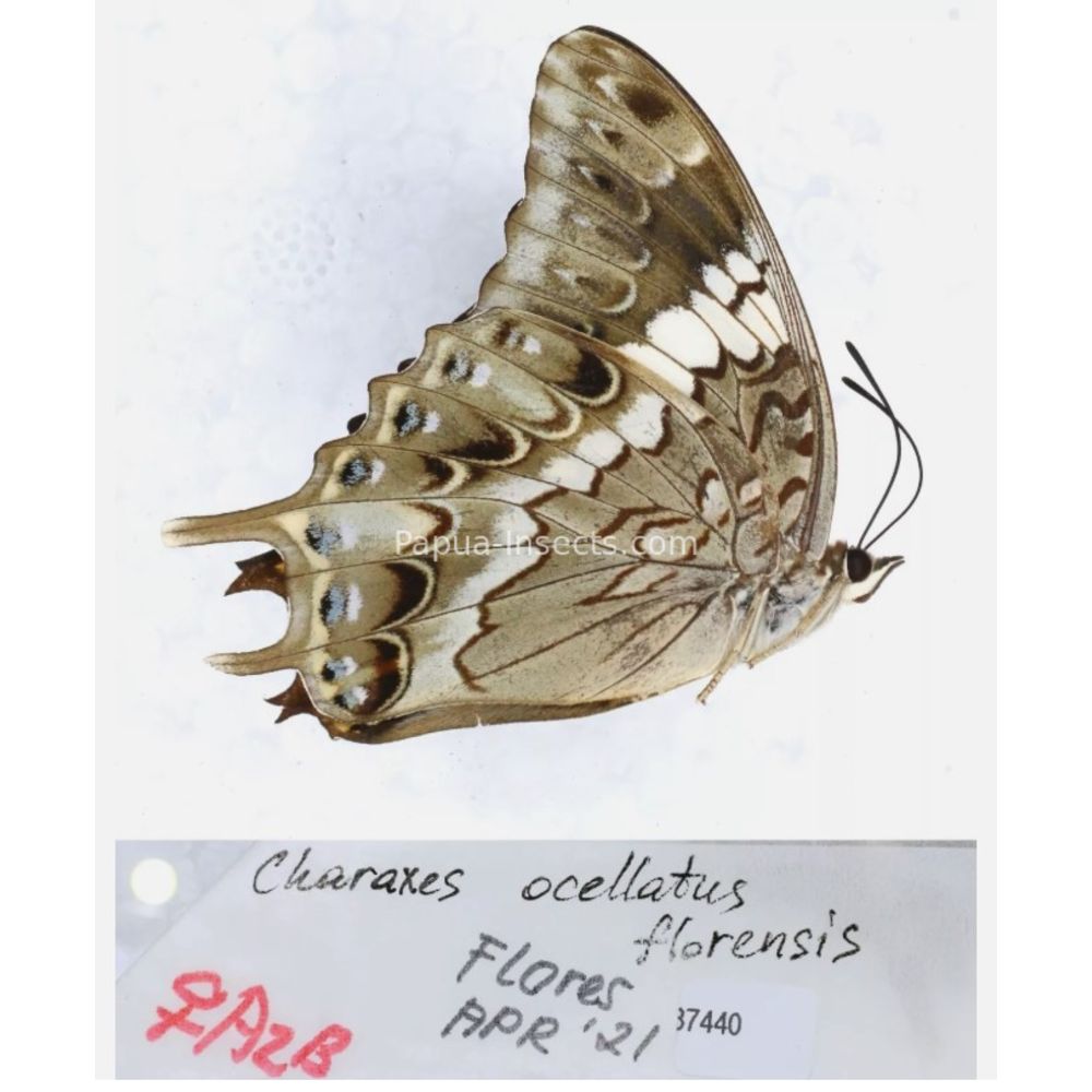 Different sp. of Charaxes Nymphalidae from different islads of Indonesia