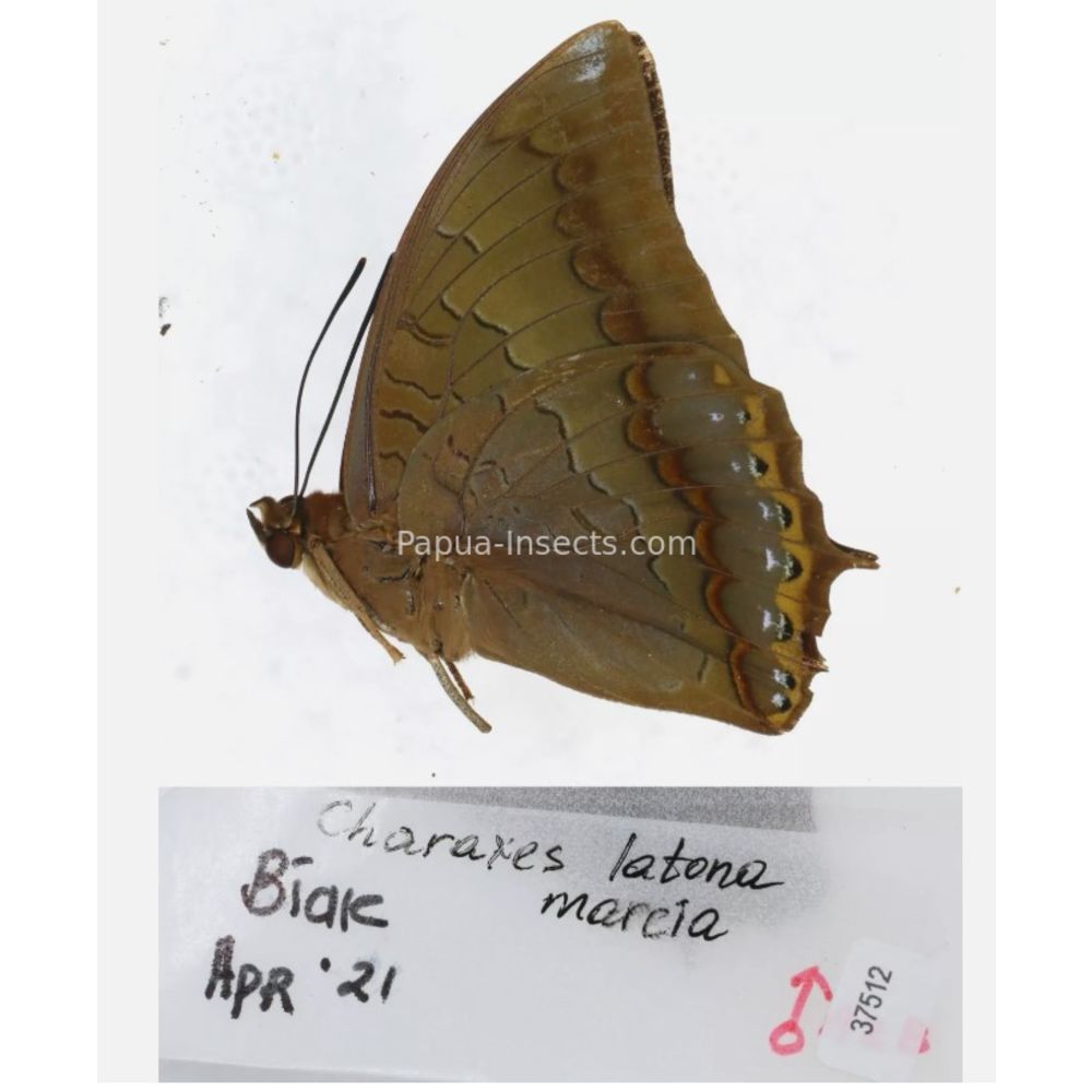 Different sp. of Charaxes Nymphalidae from different islads of Indonesia