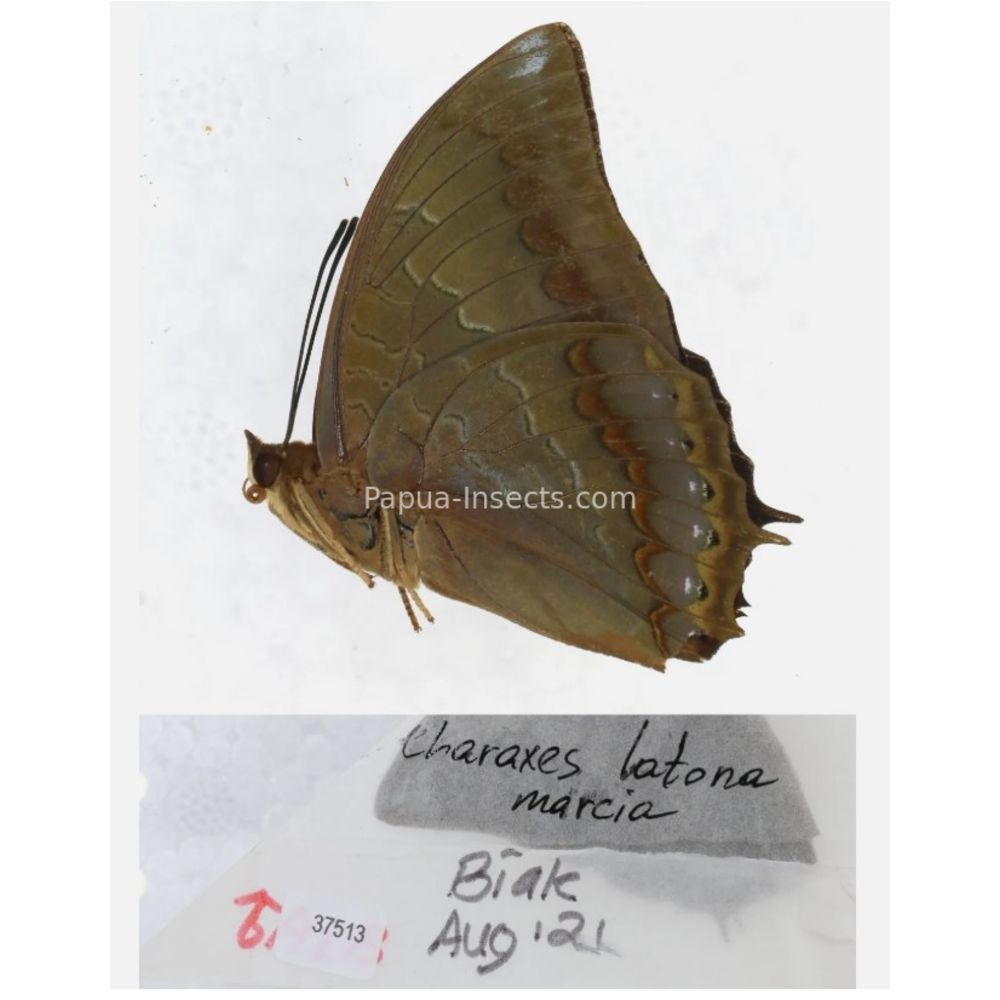 Different sp. of Charaxes Nymphalidae from different islads of Indonesia