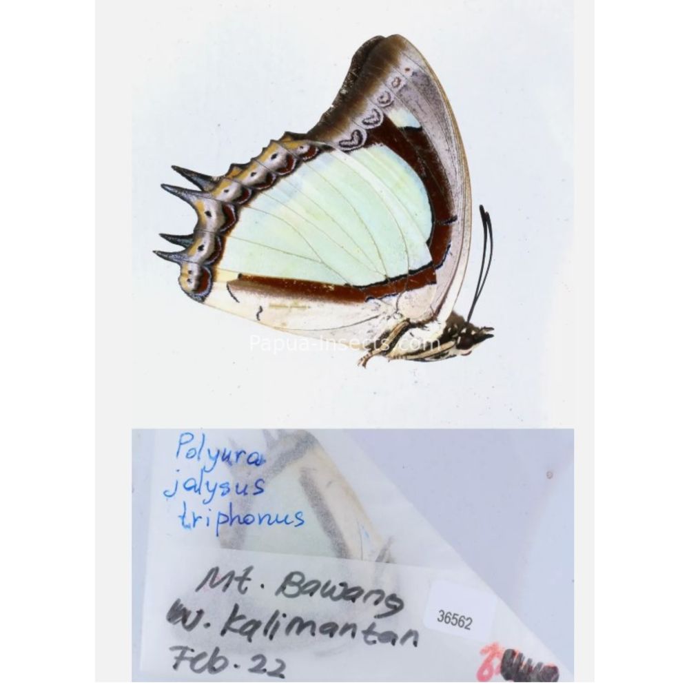 Different sp. of Polyura - Nymphalidae from different islads of Indonesia