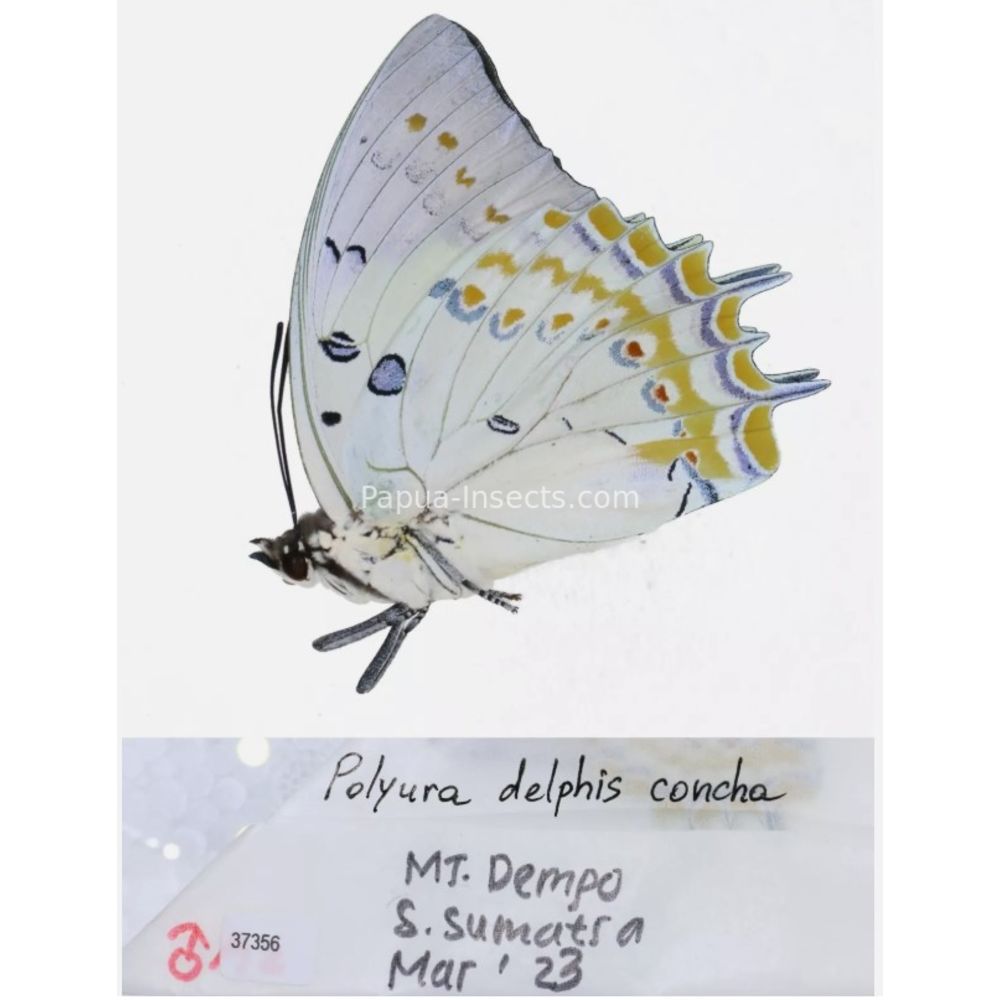 Different sp. of Polyura - Nymphalidae from different islads of Indonesia