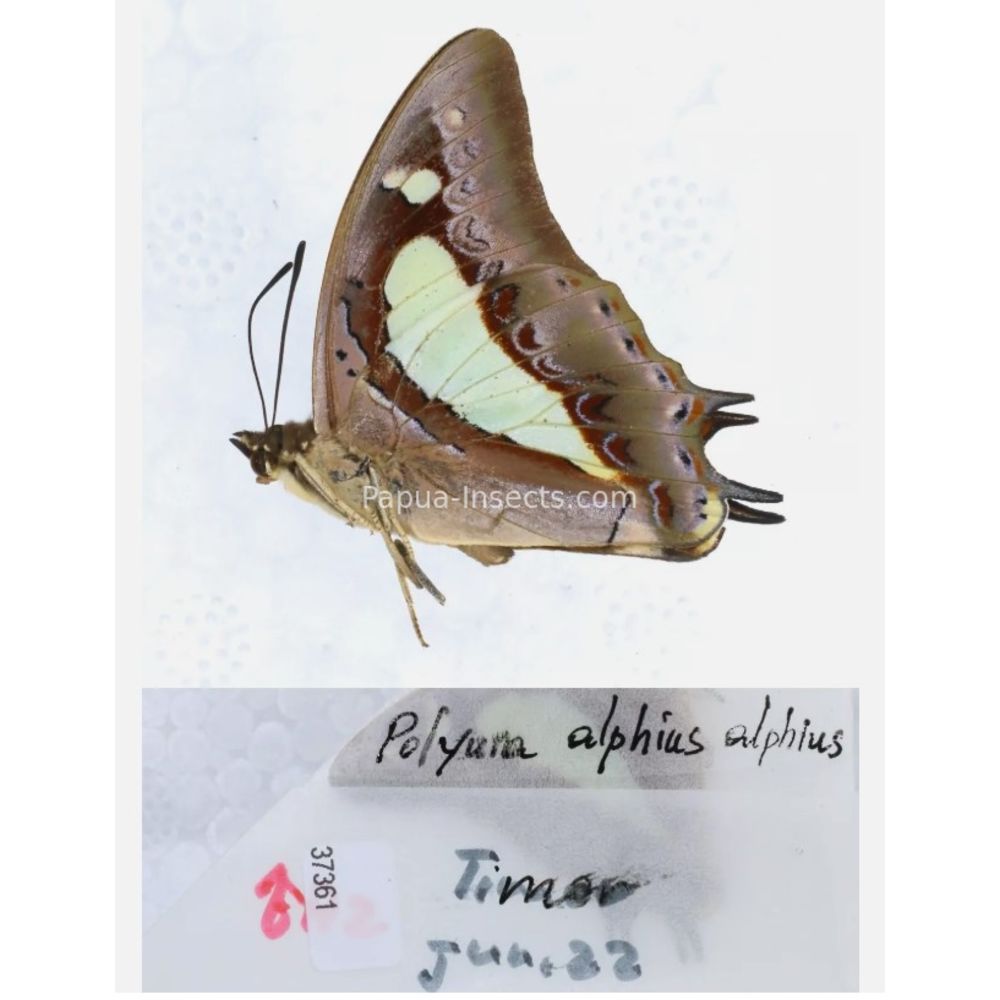 Different sp. of Polyura - Nymphalidae from different islads of Indonesia