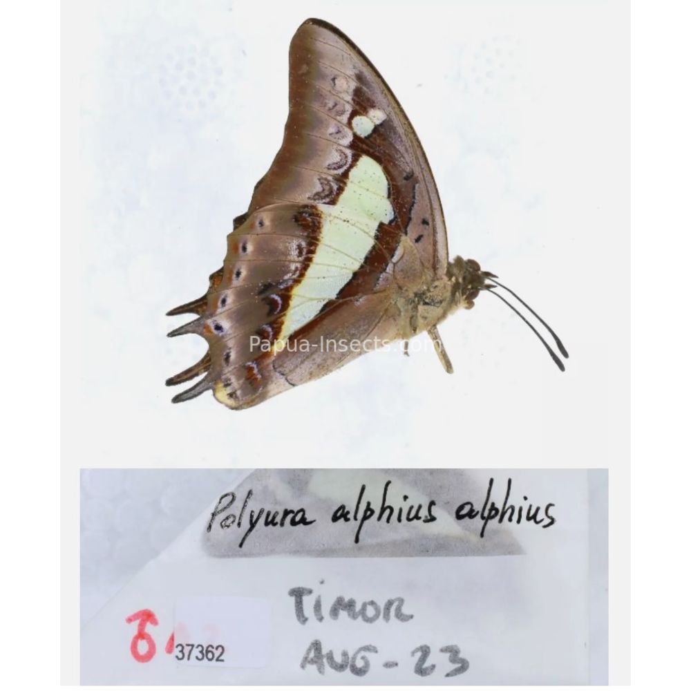 Different sp. of Polyura - Nymphalidae from different islads of Indonesia