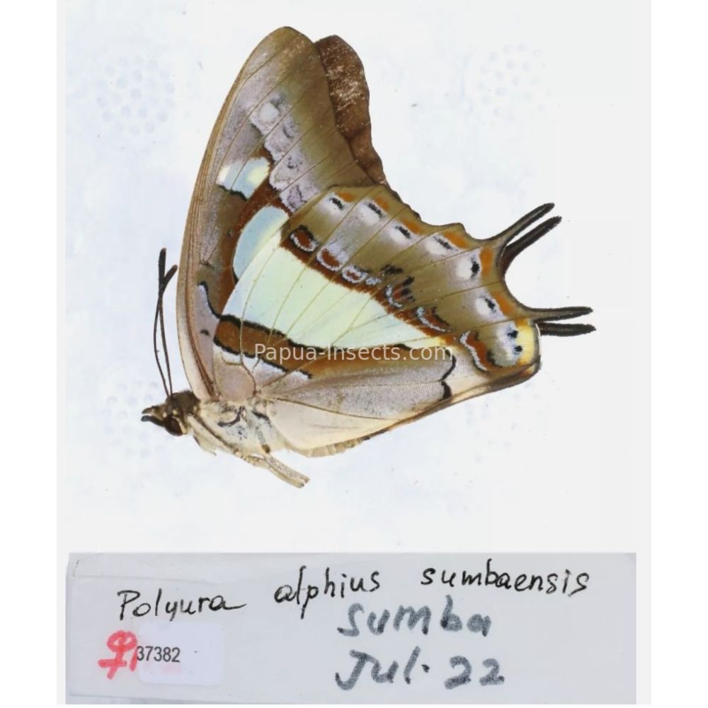 Different sp. of Polyura - Nymphalidae from different islads of Indonesia