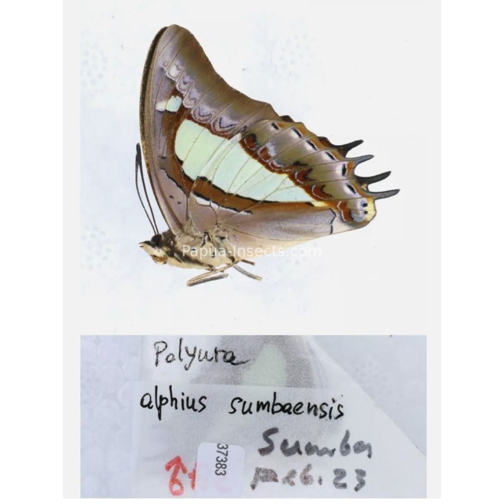 Different sp. of Polyura - Nymphalidae from different islads of Indonesia