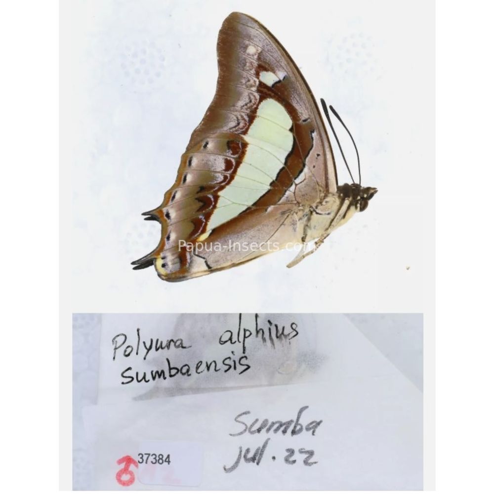 Different sp. of Polyura - Nymphalidae from different islads of Indonesia