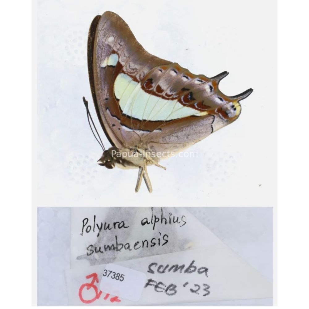 Different sp. of Polyura - Nymphalidae from different islads of Indonesia