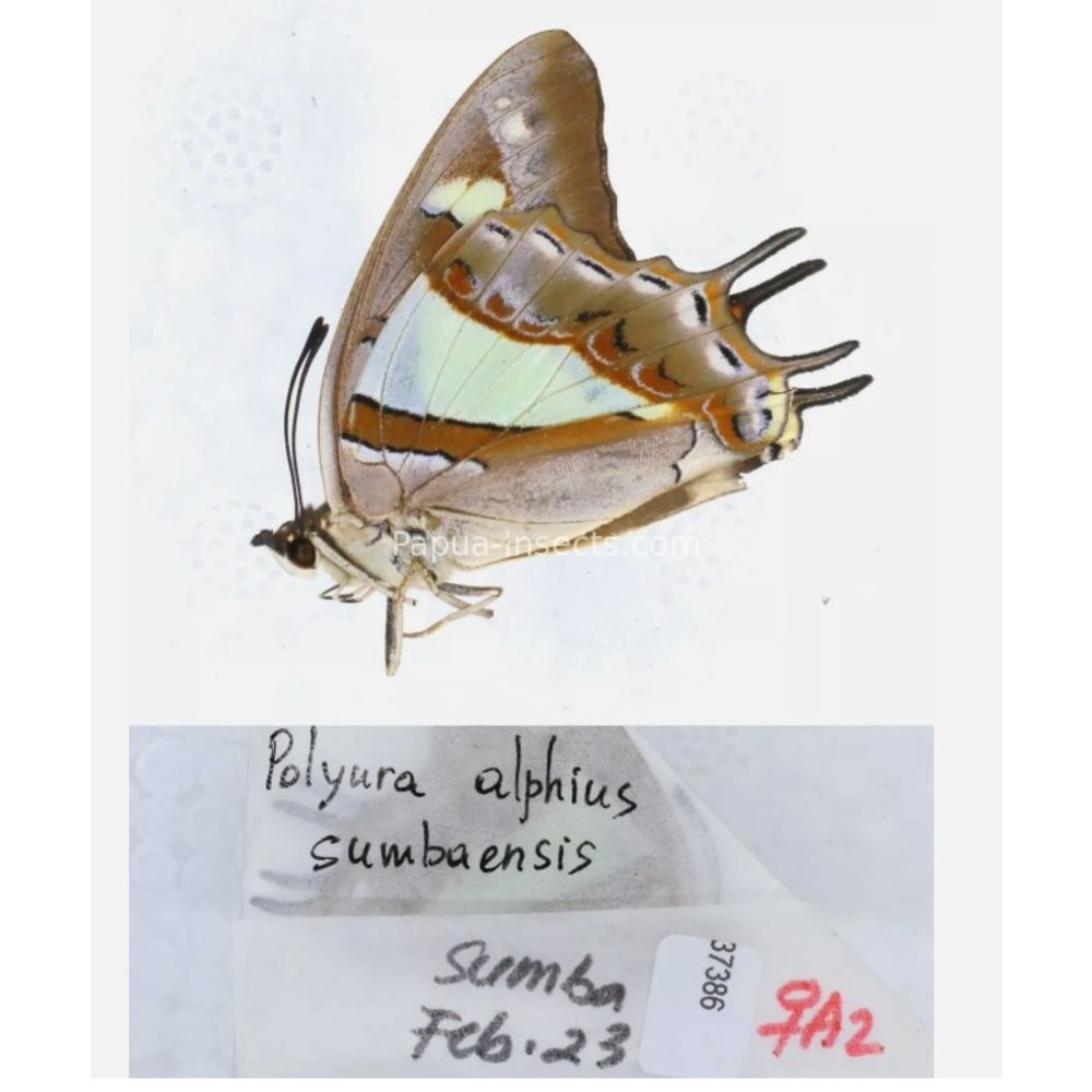 Different sp. of Polyura - Nymphalidae from different islads of Indonesia