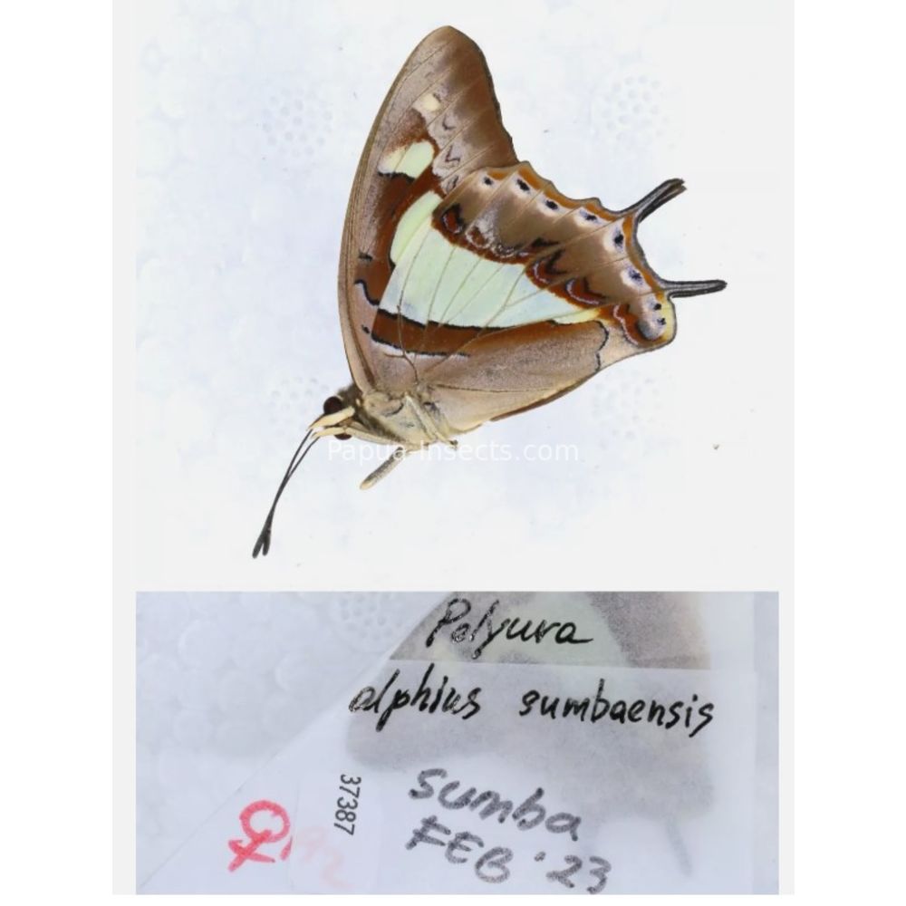 Different sp. of Polyura - Nymphalidae from different islads of Indonesia