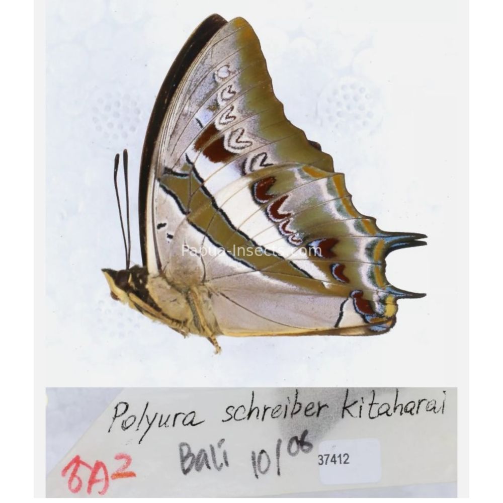 Different sp. of Polyura - Nymphalidae from different islads of Indonesia