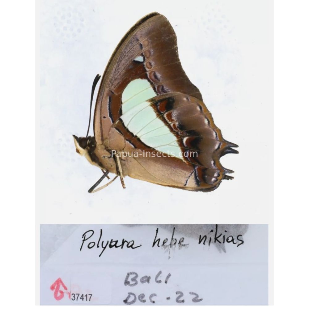 Different sp. of Polyura - Nymphalidae from different islads of Indonesia