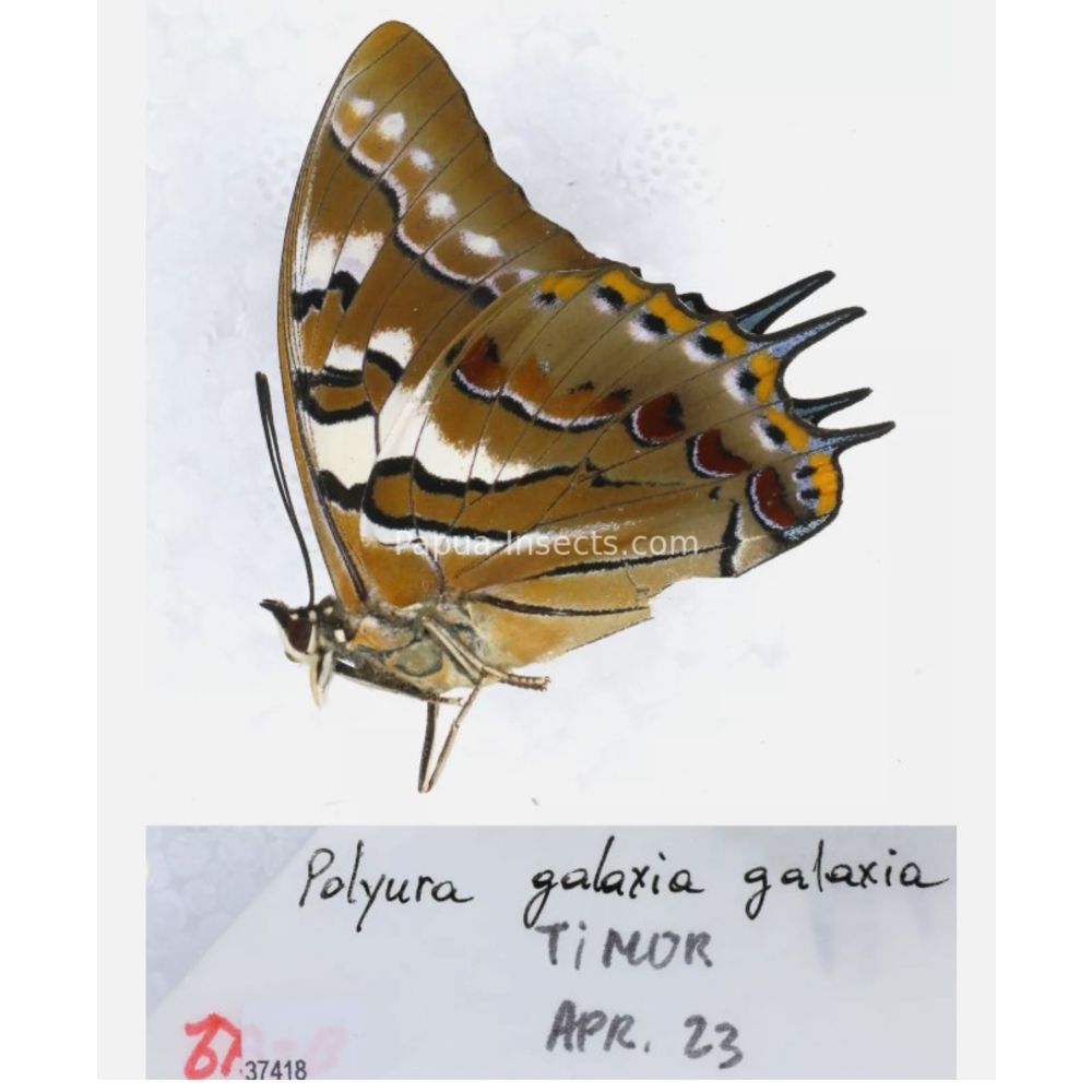 Different sp. of Polyura - Nymphalidae from different islads of Indonesia