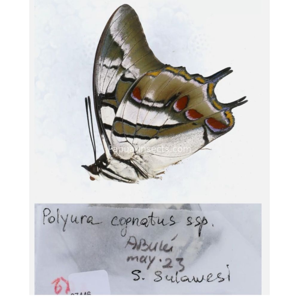 Different sp. of Polyura - Nymphalidae from different islads of Indonesia