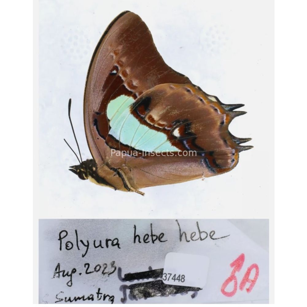 Different sp. of Polyura - Nymphalidae from different islads of Indonesia