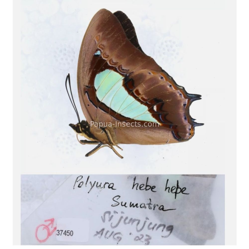 Different sp. of Polyura - Nymphalidae from different islads of Indonesia